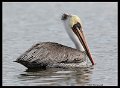 _0SB0589 brown pelican